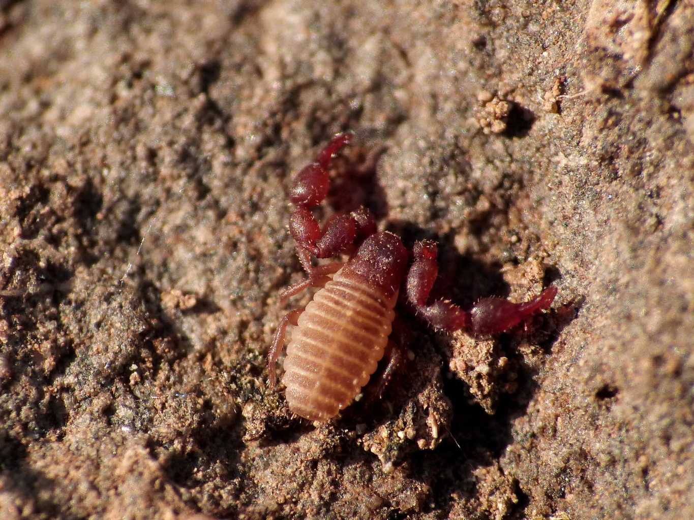 Piccoli Chernetidae poco pigmentati - Caffarella (RM)
